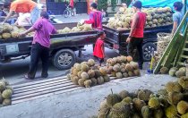 durian-medan-bulat