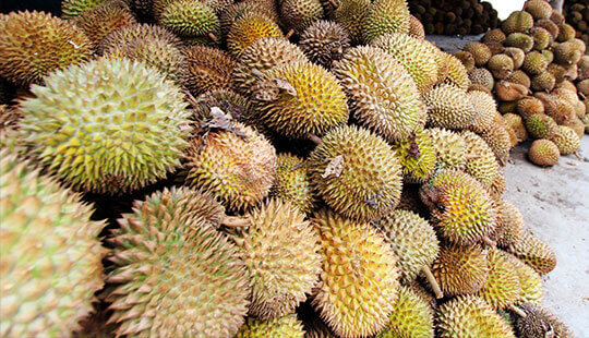 pesta durian siang hari