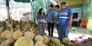 usaha ucok durian