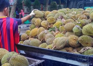 ucok durian utuh jakarta